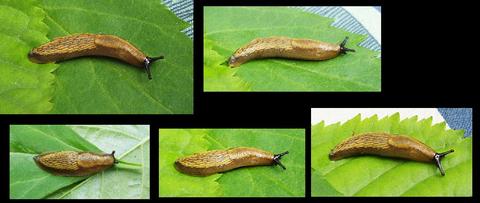 1k_arion-vulgaris_26welter_schultes_francisco_germany-_gottingen_date-22-05-2010_juvenile..jpg