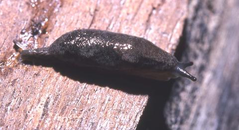 cystopelta_astra_iredale_1937_mongarlowe_ne_braidwood.jpg
