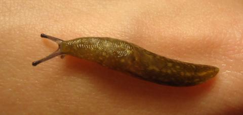 limacus_flavus_juv1_11.24.11_copy_0.jpg